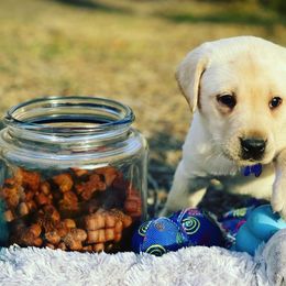 Labrador Retriever Puppies from Lone Star Texas Retrievers
