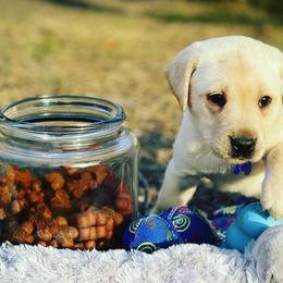 Labrador Retriever Puppies from Lone Star Texas Retrievers