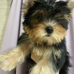 Biewer Terrier and Yorkshire Terrier Puppies from Niczarbiewers