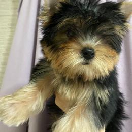 Biewer Terrier and Yorkshire Terrier Puppies from Niczarbiewers