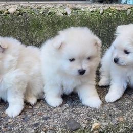 Pomeranian puppies from Svitlana's Pomeranians