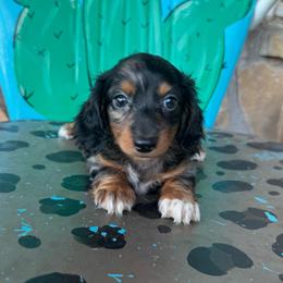 Socks - Dapple female Dachshund puppy in Hawley, Texas from Foxy’s Dachshunds & Toy Aussies