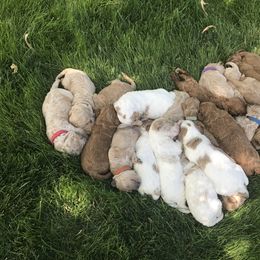 Goldendoodle Puppies from Mumzee Doodles