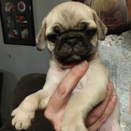 BOY 3  PRANCER - Fawn male Pug puppy in Gadsden, Alabama from Carla's Pugs