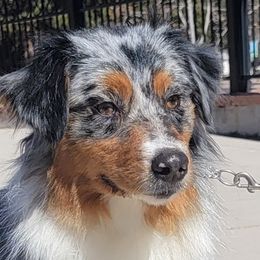 Journey - Australian Shepherd