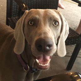 Shiloh - Weimaraner