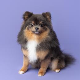 Brylee - Pomeranian