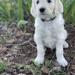 Bernedoodle and Goldendoodle Puppies from White Oak