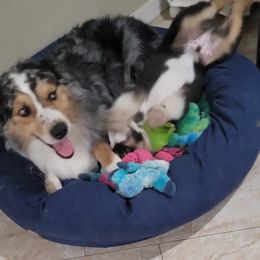 Australian Shepherd Puppies from Winsome Aussies
