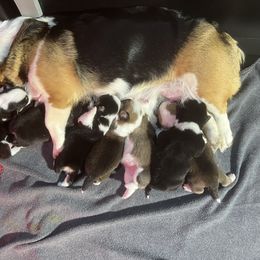 Pembroke Welsh Corgi puppies from JFF Scenic Woodrows Winnie