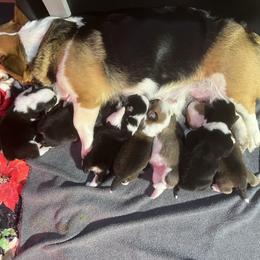 Pembroke Welsh Corgi puppies from JFF Scenic Woodrows Winnie