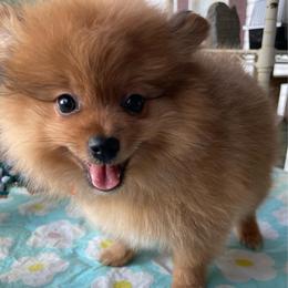 Luffy  1450 - Tri-colored male Pomeranian puppy in Douglas, Georgia from Heartland small breeds