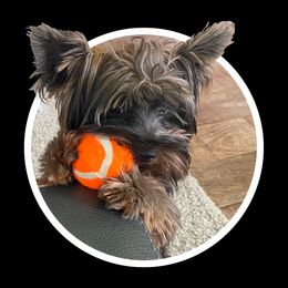 Yorkshire Terriers from Yorkshire Terrier Puppies at Logan Ranch