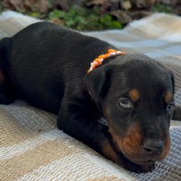 Adeline - Black and rust female Doberman Pinscher puppy in Toney, Alabama from Bhon Mhuir Dobermanns