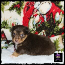 Beth - Red Toy Australian Shepherd puppy in Jacksonville, Texas from AG Toy & Mini Aussies
