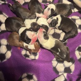 Girl 3 - Black brindle and white female Boston Terrier puppy in Sunnyside, Washington from Boston Terriers