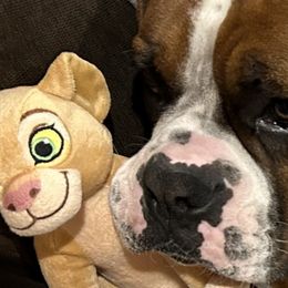 Boxers from Nala’s Pride