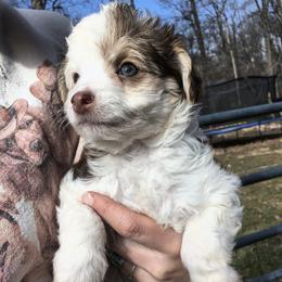 Jewel - White and chocolate female Chinese Crested puppy in Frederick, Maryland from Lovable Cresteds