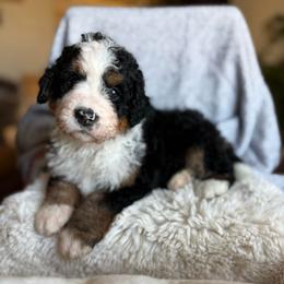 Arrow - Tri-color male Bernedoodle puppy in Carlotta, California from Lost Coast Bernese Mountain Dogs