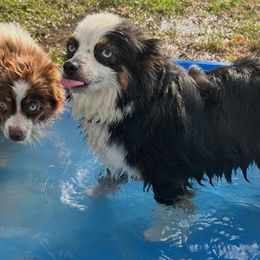 Dolly - Toy Australian Shepherd