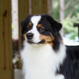 Nico - Australian Shepherd