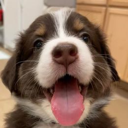 Australian Shepherds from Queen Creek Aussies