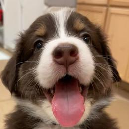 Australian Shepherds from Queen Creek Aussies