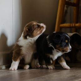 Australian Shepherd puppies from Haven Aussies