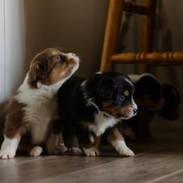 Australian Shepherd puppies from Haven Aussies