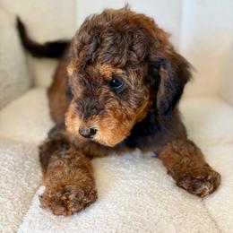 Nugget - Chocolate male Goldendoodle puppy in Twin Falls, Idaho from Burrow & Bone