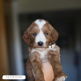 Goldendoodle and Golden Retriever Puppies from GoldenDoodle Love