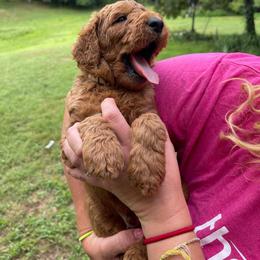 Goldendoodle Puppies from Poppy Doodle Farms