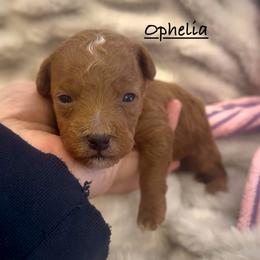 Ophelia - Red  female Poodle puppy in Lake Ann, Michigan from Riyem Wildflower Farms