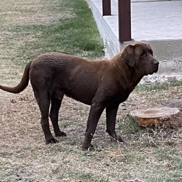 Tex - Labrador Retriever