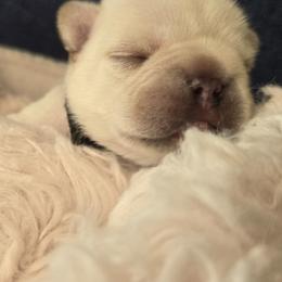 French Bulldog Puppies from Diamond Dreams French Bulldogs