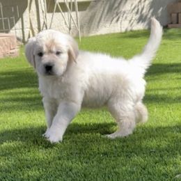 Golden Retriever Puppies from Suzy’s Golden Girls
