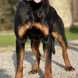 Rottweilers from Connhaus Rottweilers
