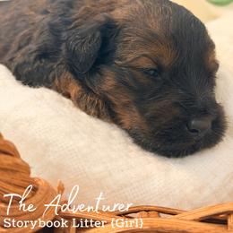 The Adventurer - Chocolate female Goldendoodle puppy in Livermore, Colorado from Heritage Hills Family Doodles