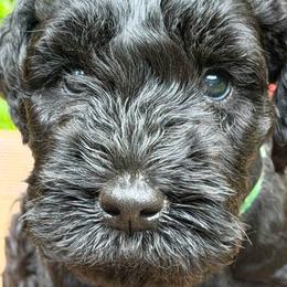 Boy 1 - male Kerry Blue Terrier puppy in Gainesville, Virginia from Cross the Rubicon