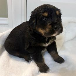 Pepper - male Golden Mountain Dog puppy in Seville, Ohio from Retriever Ranch