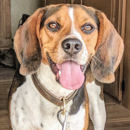 Stryker - Beagle