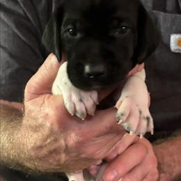 Que - Black and white male German Shorthaired Pointer puppy in Topeka, Kansas from Autumn Prairie Kennel