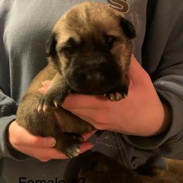 Female 2 - Fawn female Anatolian Shepherd Dog puppy in Daggett, Michigan from T&S Anatolians