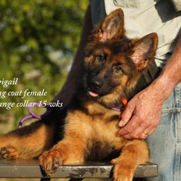 Orange collar - Black and red female German Shepherd puppy in Chrisney, Indiana from Indiana German Shepherds