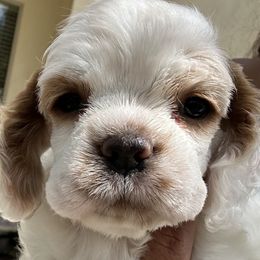 Cocker Spaniel puppies from Lina P