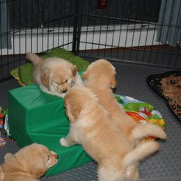 Golden Retrievers from Darby Hill Goldens