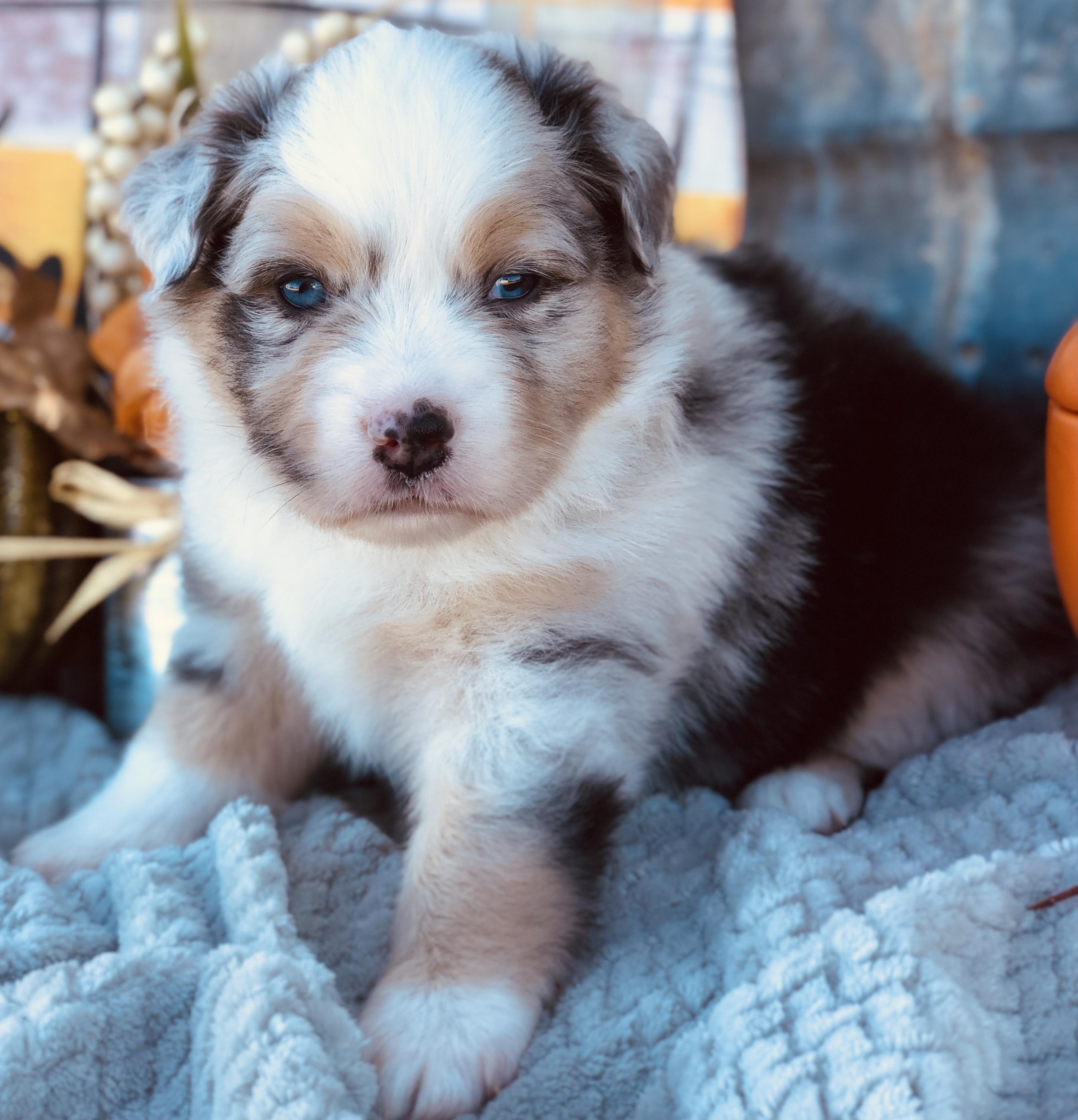 Barnyard Aussies in Oklahoma Miniature Australian Shepherd puppies