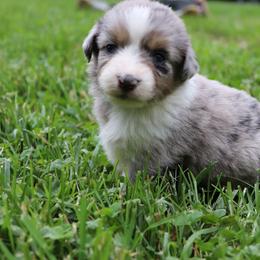 Iris - Blue merle Australian Shepherd puppy in Kentucky from Caywood Aussies