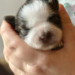 Ash - Parti female Miniature Schnauzer puppy in Kings Mountain, North Carolina from Behind the Beard Schnauzers