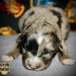 Cheyenne - Blue merle female Miniature Australian Shepherd puppy in El Dorado Springs, Missouri from HP Aussie Kennels